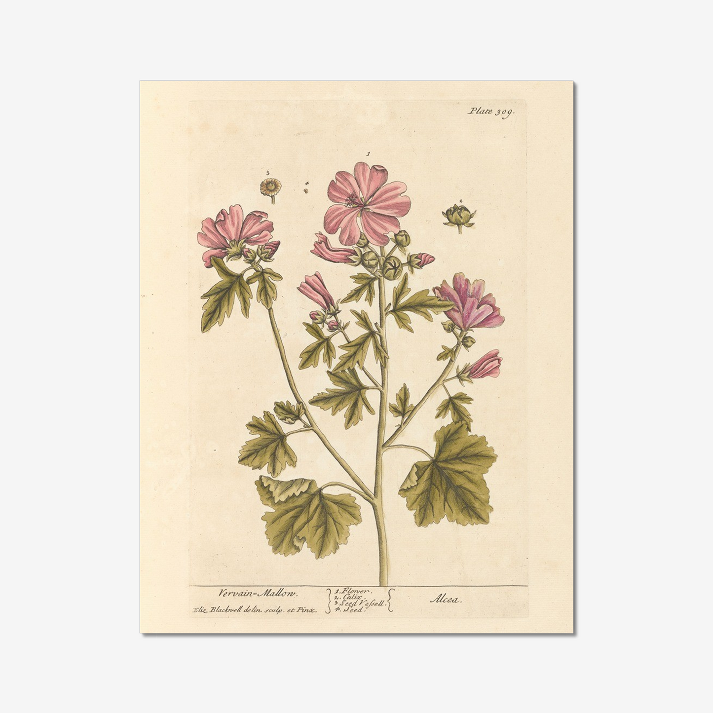 Vervain Mallow