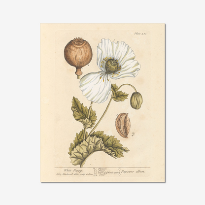 White poppy