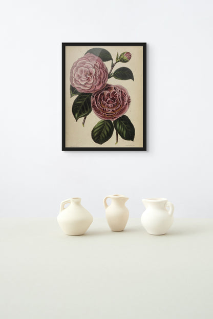 Camellias, Augustina Superba and Caryophylloides